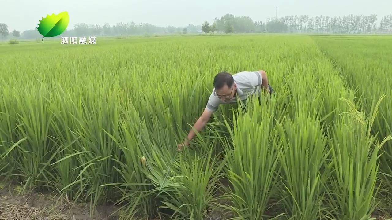 九號臺風(fēng)最新動態(tài)，影響分析、應(yīng)對措施全解析